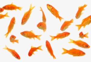 Fish Sticker - Transparent Background Gold Fish Png