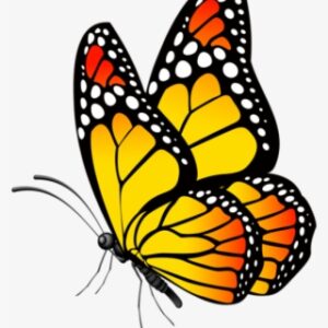 Borboletas Borboleta Tons De Laranja E Preto Png - Butterfly Clipart