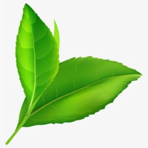 Spring Green Leaves Png Clip Art - Spring Leaves Clip Art