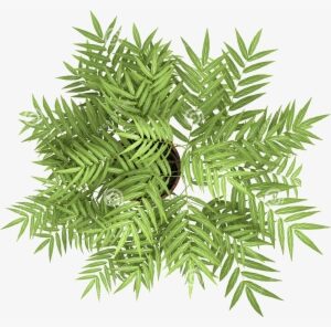 Plant Overlooking Photography Tree The Flowers Stock - Top View Interior Plant