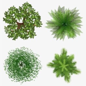 Tree Vector Plan View
