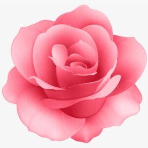 Free Png Download Rose Flower Png Images Background - Pink Rose Flower Clip Art