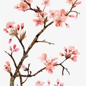 Twig Drawing Cherry Blossom - Japanese Cherry Blossom Flower Painting
