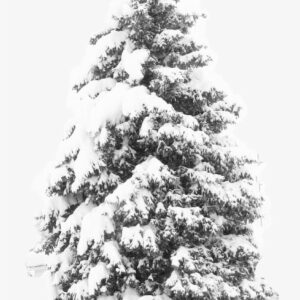 Transparent Snow Tree Png - Winter Snow Tree Png
