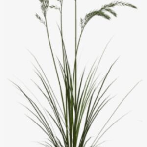 Free Png Download Sweet Grass Png Images Background - Png Tall Grass Texture