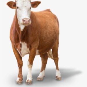 Cow Png Images - Cow