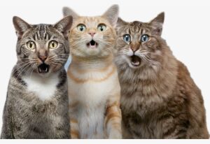 Cat Transparent Background Png - Surprised Cat Png