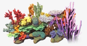 Coral Reef Png Jpg Download - Coral Png