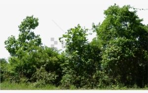 Free Png Row Of Trees Png Image With Transparent Background - Row Of Trees Png
