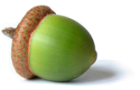 Acorn PNG image, free, acorns