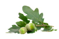 Acorn PNG image, free, acorns