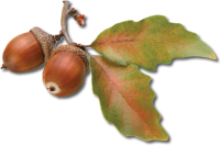 Acorn PNG image, free, acorns