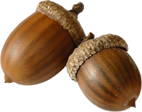 Acorn PNG image