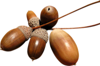 Acorn PNG image