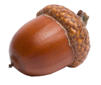 Acorn PNG image