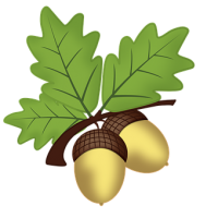 Acorn PNG image