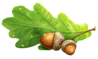 Acorn PNG image