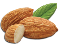 Almond PNG