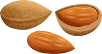 Almond PNG