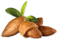Almond PNG