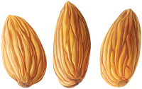Almond PNG