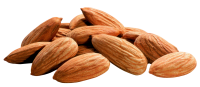 Almond PNG