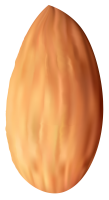 Almond PNG