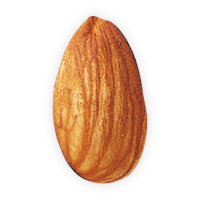 Almond PNG