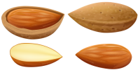 Almond PNG