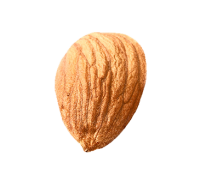 Almond PNG