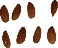 Almond PNG