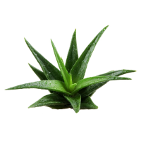 Aloe vera PNG