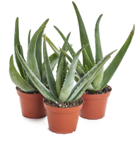 Aloe vera PNG