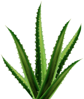 Aloe vera PNG