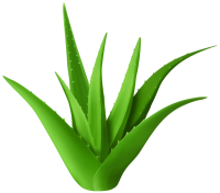 Aloe vera PNG