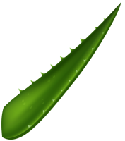 Aloe vera PNG