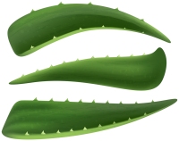 Aloe vera PNG