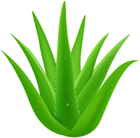 Aloe vera PNG