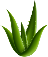 Aloe vera PNG