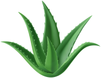 Aloe vera PNG