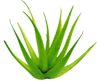 Aloe vera PNG