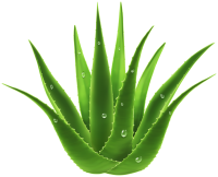 Aloe vera PNG