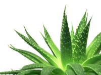 Aloe vera PNG