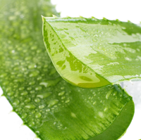 Aloe vera PNG