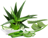Aloe vera PNG