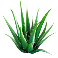 Aloe vera PNG