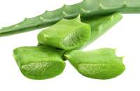 Aloe vera PNG