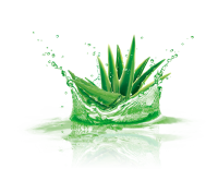 Aloe vera PNG