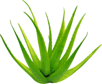 Aloe vera PNG