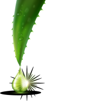 Aloe vera PNG